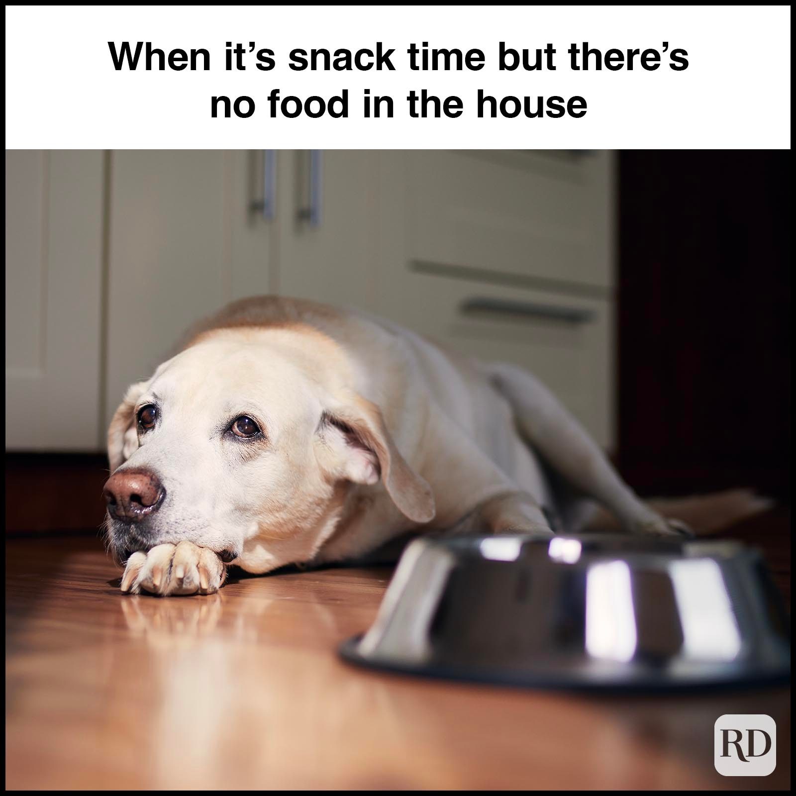Dog Memes 51