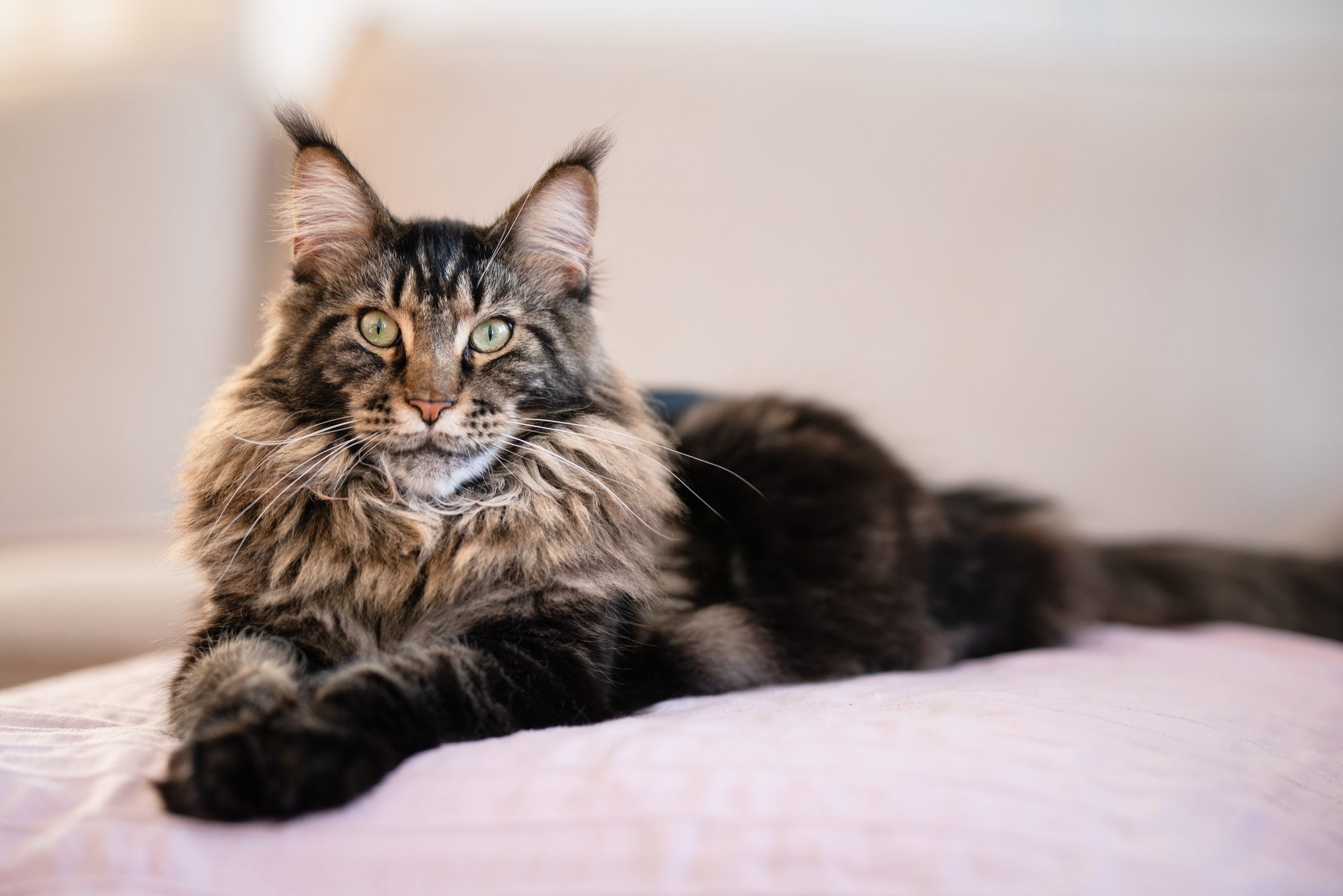 Cat resting comfortably on a soft blanket in a cozy room, with ears perked and green eyes focused forward.