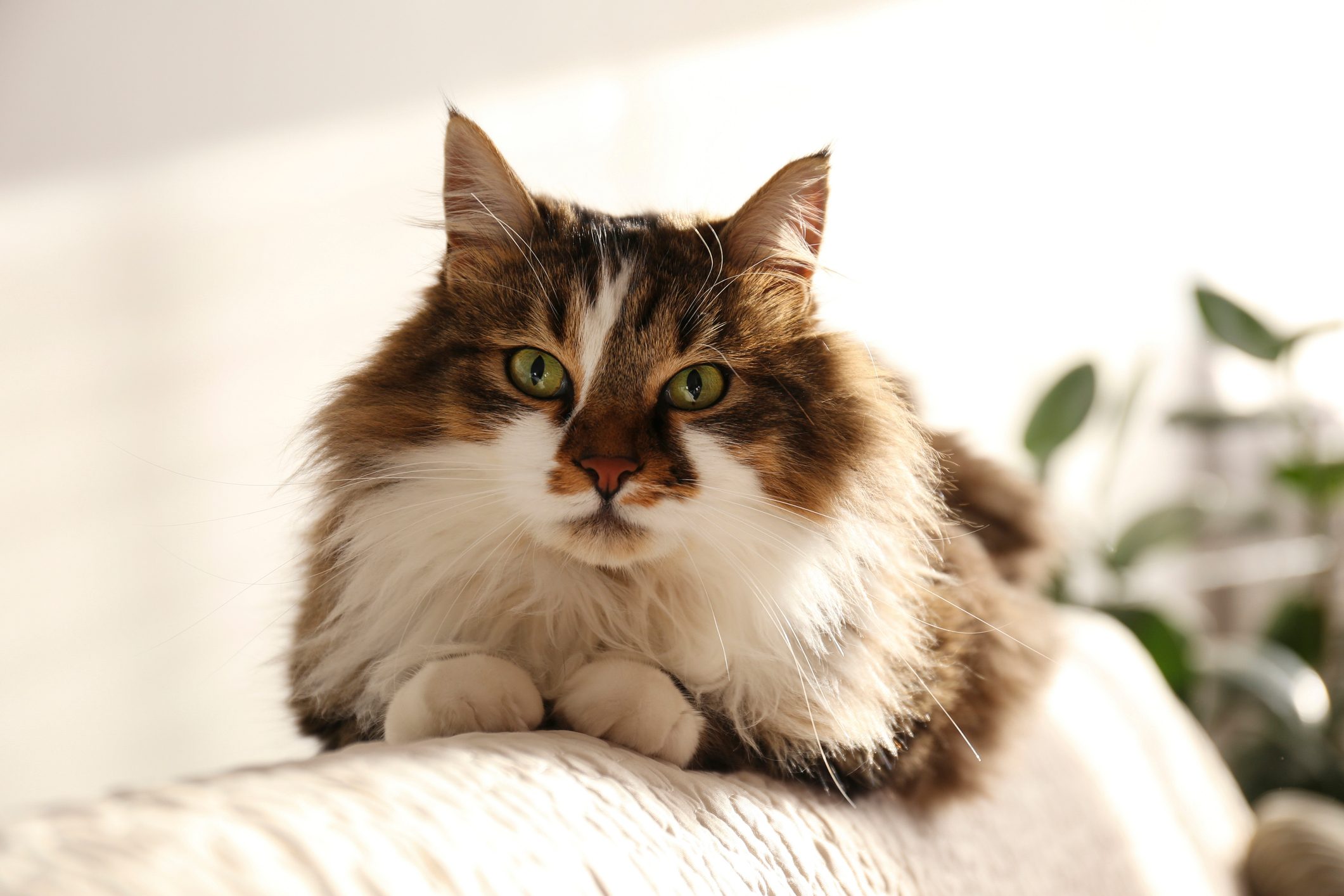 Fluffy cat resting on a light sofa, surrounded by soft daylight, with green plants blurred in the background.