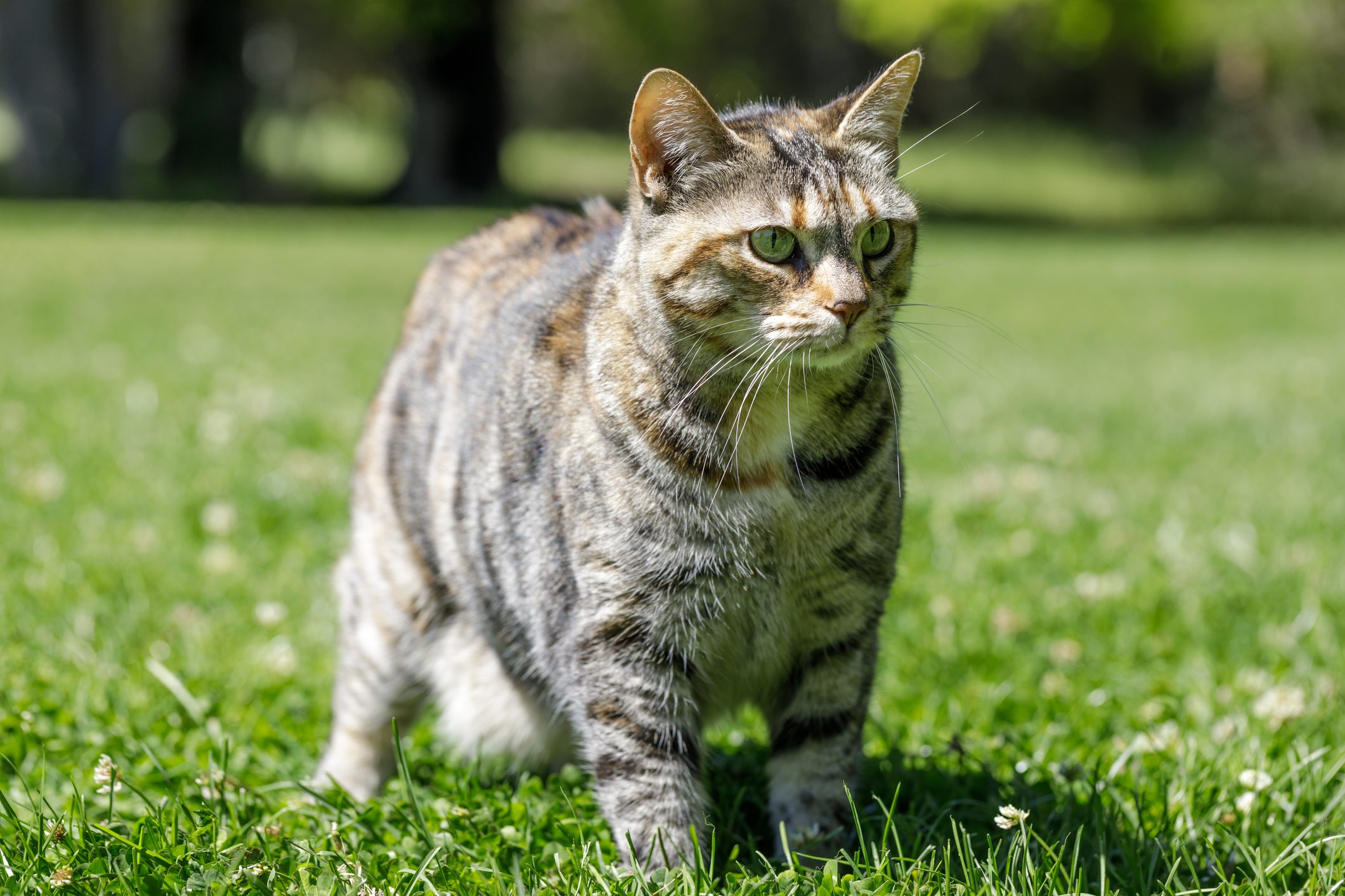 A striped cat stands alertly on lush green grass in a sunlit outdoor setting.