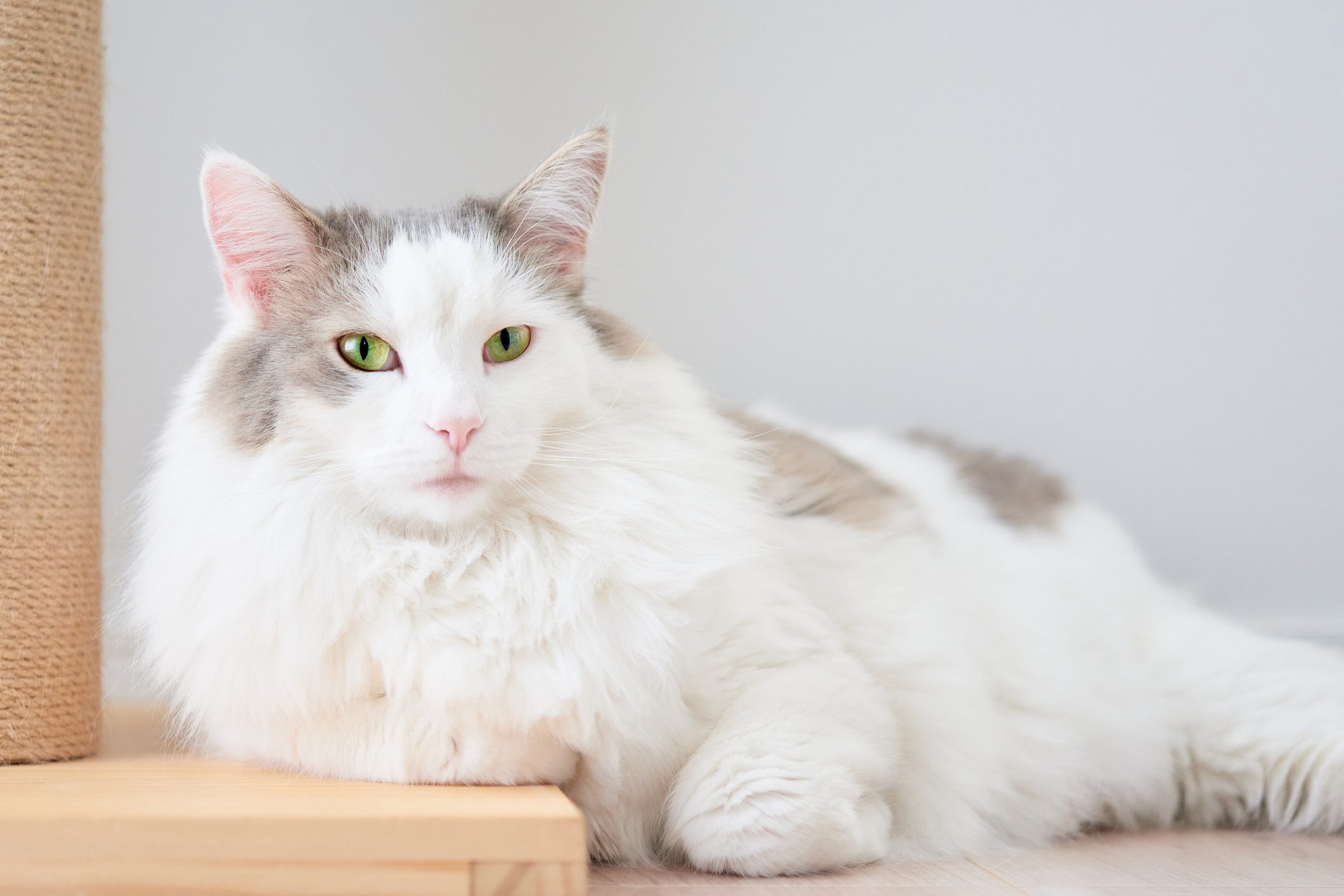 Fluffy white cat with patches lounges on the floor beside a scratching post in a minimalist room.