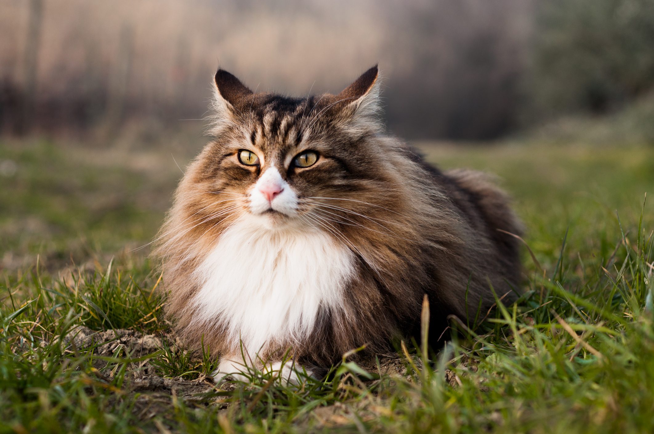 A fluffy brown and white cat sits calmly on grass in a natural, blurred outdoor setting.
