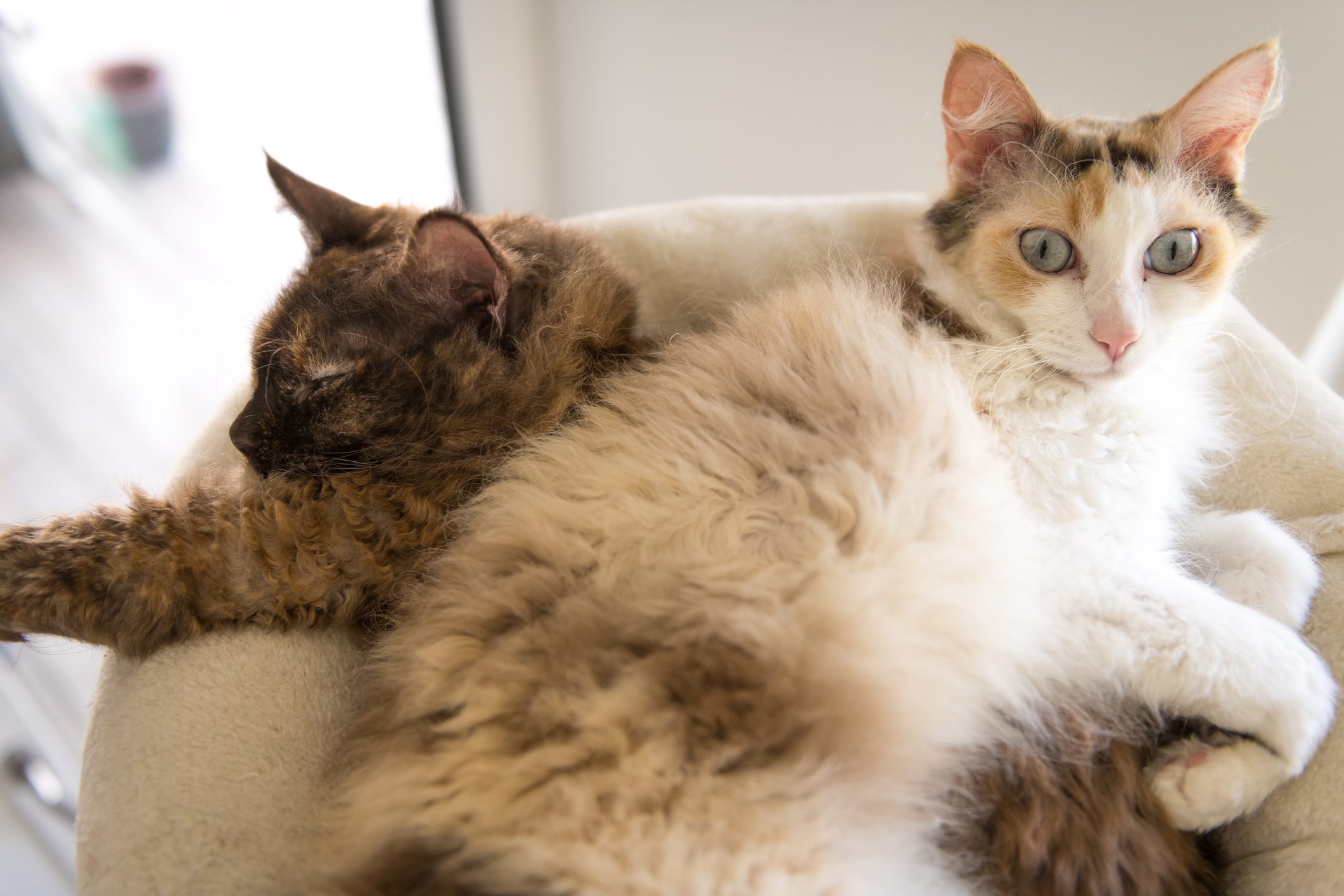 Two fluffy cats cuddle together. One sleeps while the other is alert, inside a cozy indoor setting.