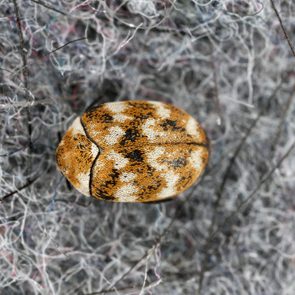 A small, brown beetle rests on a dense, tangled mat of multicolored fibers.