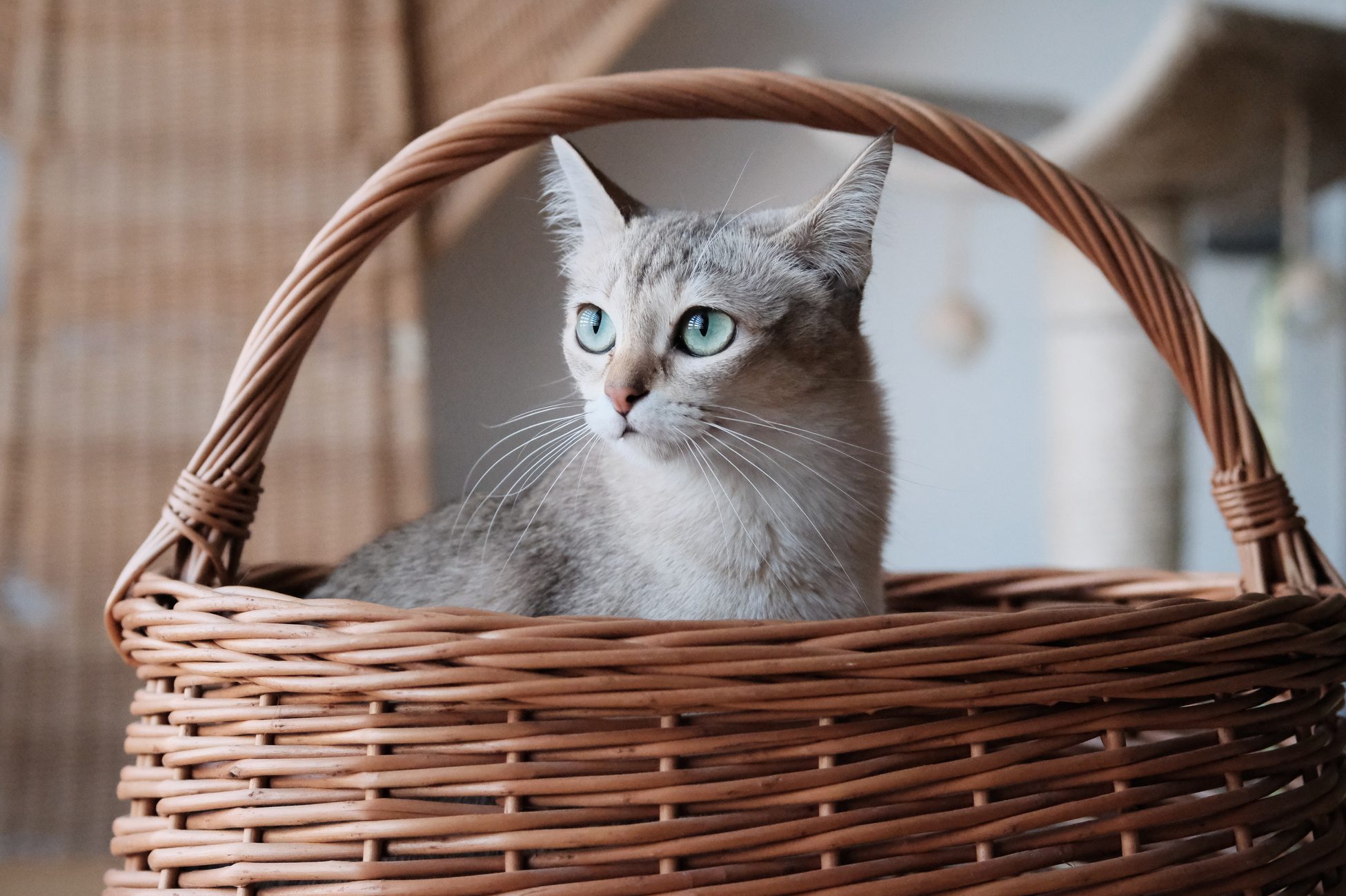 Cat sitting inside a woven basket, looking alert. The background features blurred indoor elements, suggesting a cozy, domestic setting.