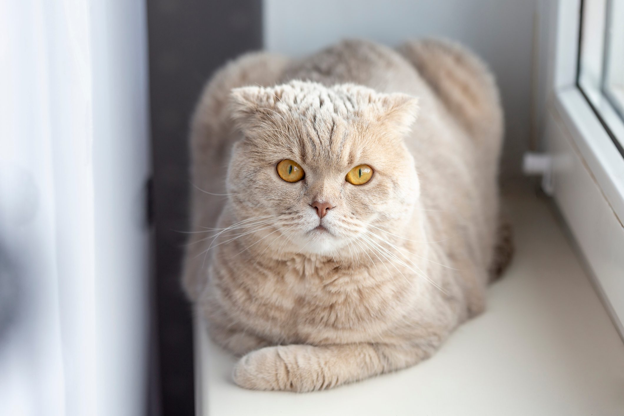 A fluffy, cream-colored cat lounges on a windowsill, gazing intently with bright yellow eyes.