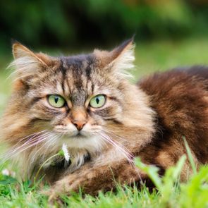 Fluffy cat lying on grass, surrounded by greenery, eyes focused intently.