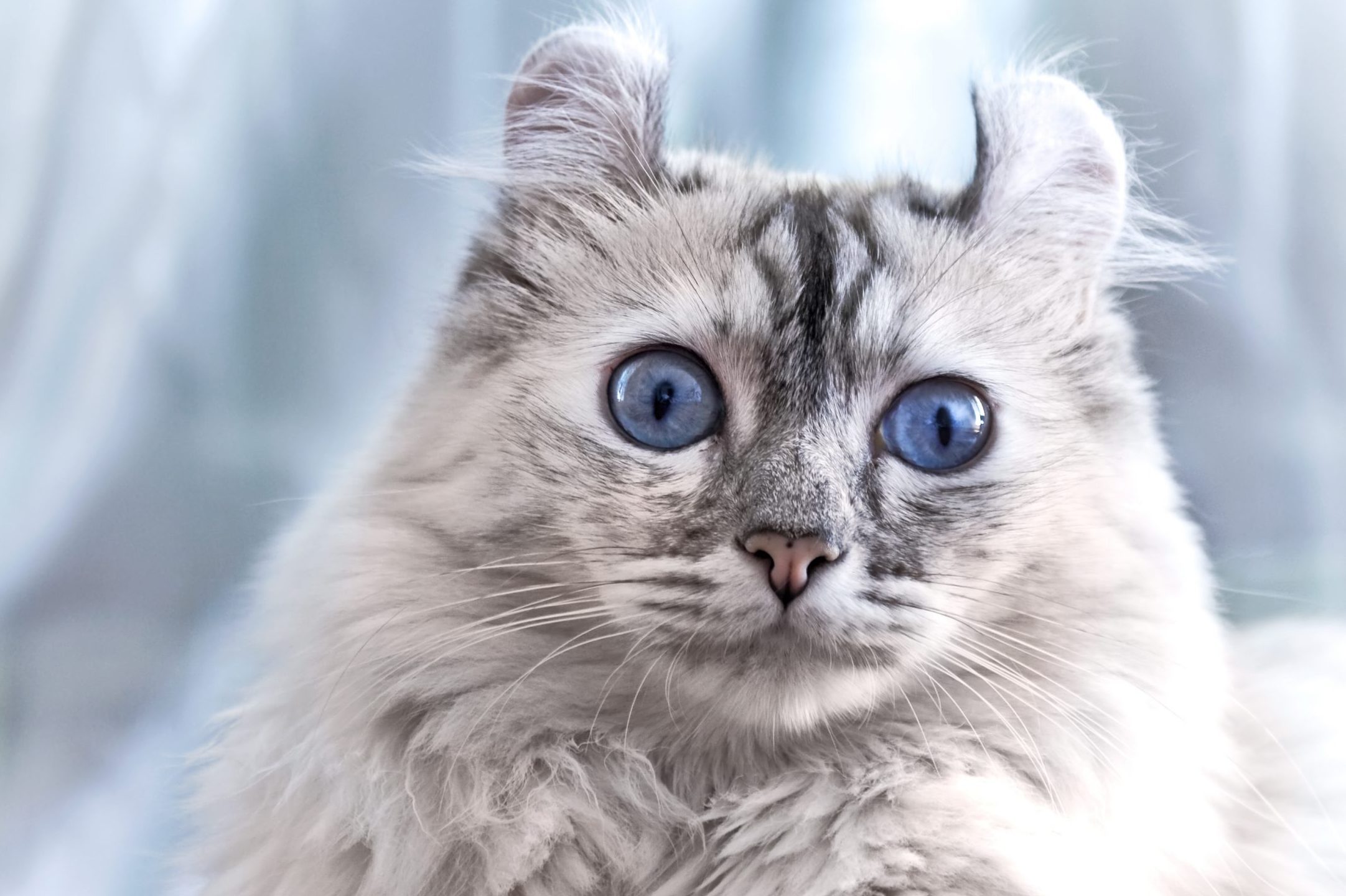 Fluffy cat gazing with wide blue eyes, curled ears, surrounded by a soft blurred blue and white background.
