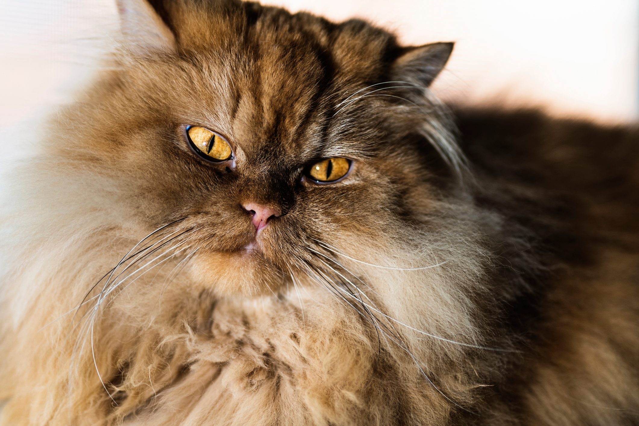 Fluffy brown Persian cat stares intently with bright yellow eyes, surrounded by soft lighting in a close-up portrait.