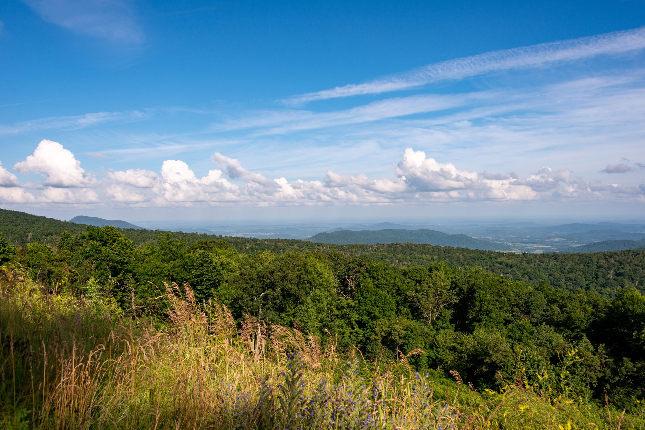 Lush green trees stand still under a bright blue sky dotted with fluffy white clouds, overlooking distant rolling hills.