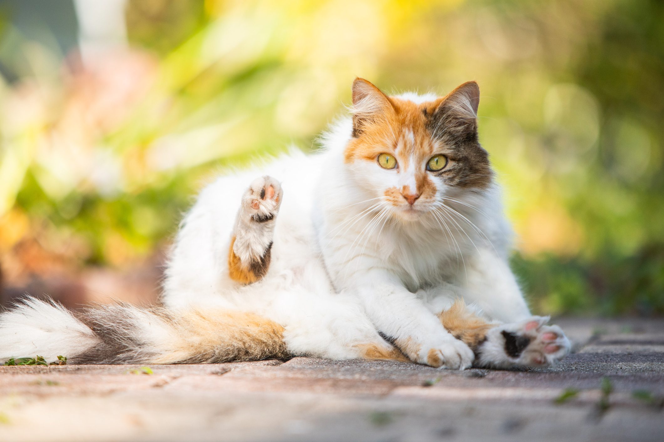 Cat sits grooming on sunlit outdoor surface, surrounded by blurred greenery.
