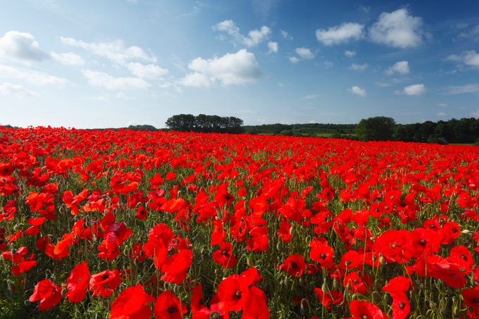 Field of Common Poppies
