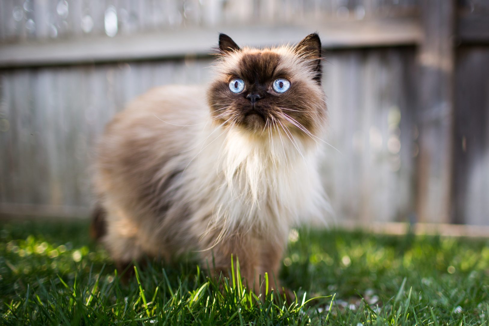 Fluffy Himalayan cat stands alert on grass, gazing upward. Wooden fence blurred in the background.