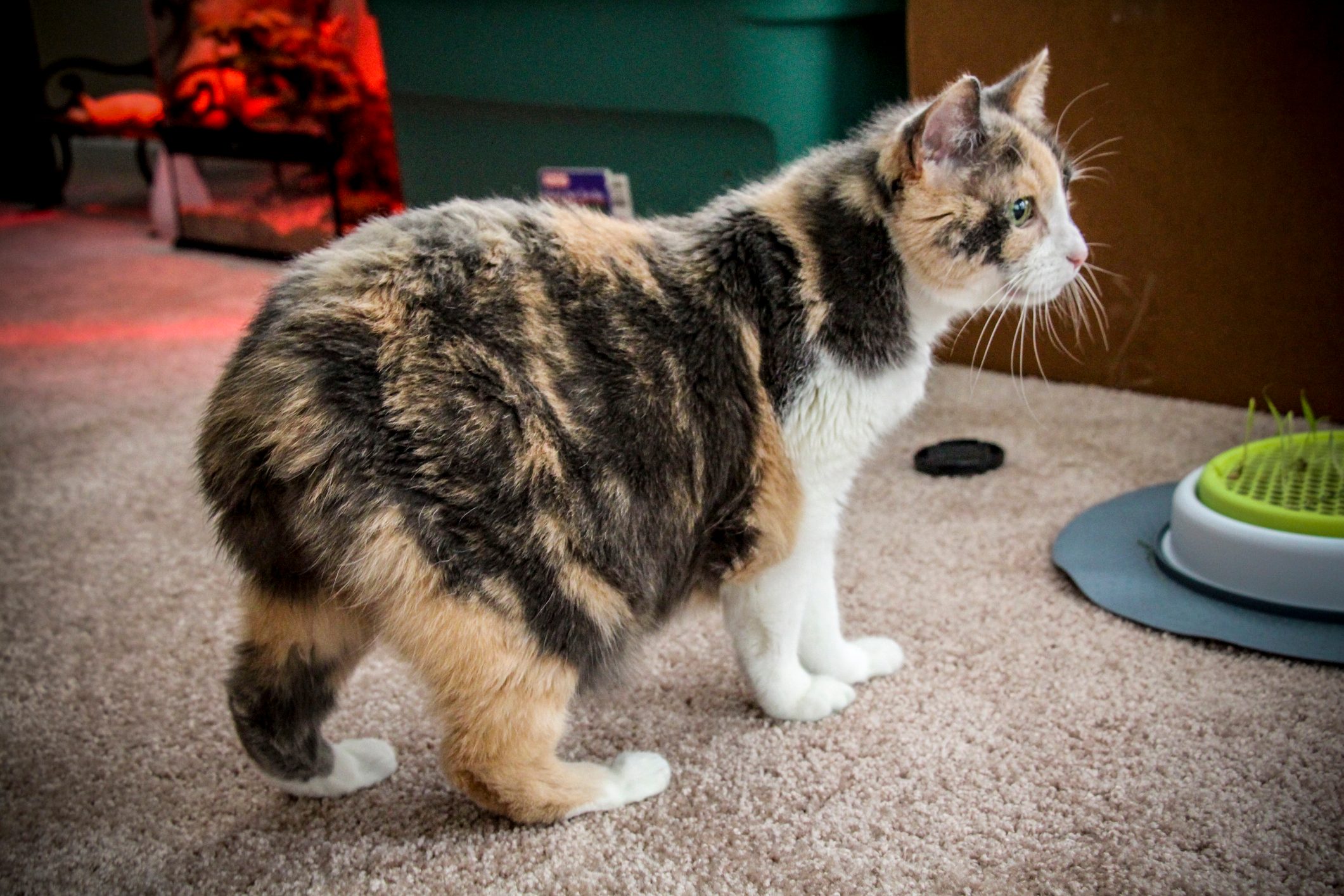 Cat stands on carpet, looking alert. Nearby, a green and white toy sits on the floor. Warm lighting creates a cozy atmosphere.