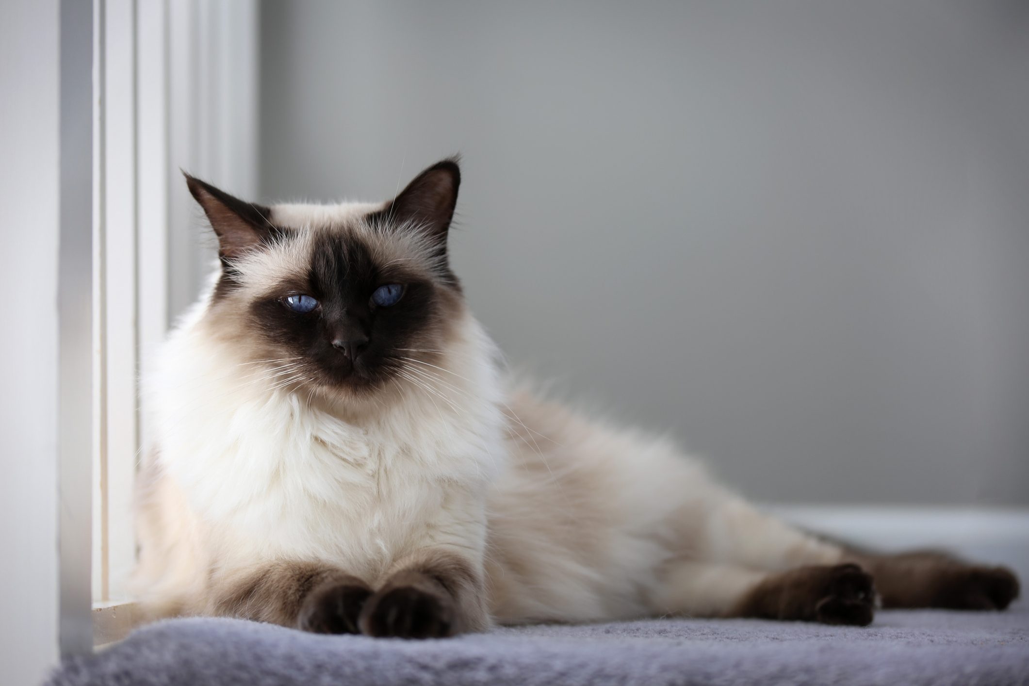 A fluffy Siamese cat rests calmly on a soft surface, near a window, against a neutral gray background.