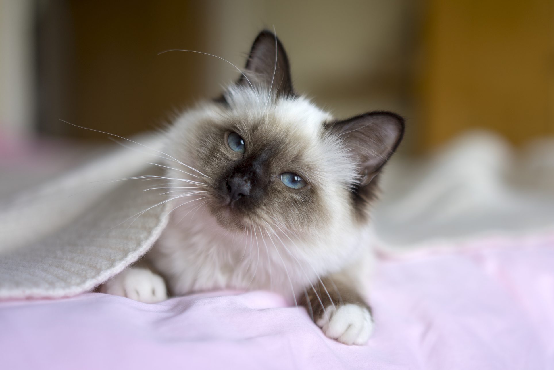 Cat peeking from under a blanket on a bed, with a relaxed expression in a softly lit room.