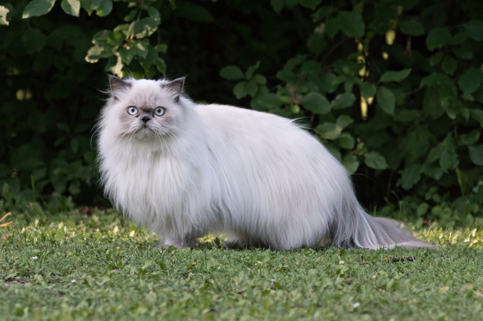 Fluffy, white cat stands attentively on grass, surrounded by leafy green bushes.