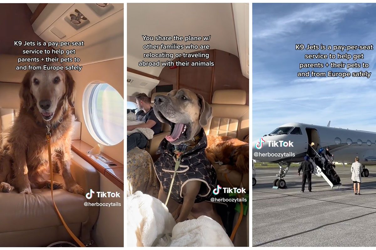 Meet K9 JETS: The Airline Changing the Way You Fly with Pets
