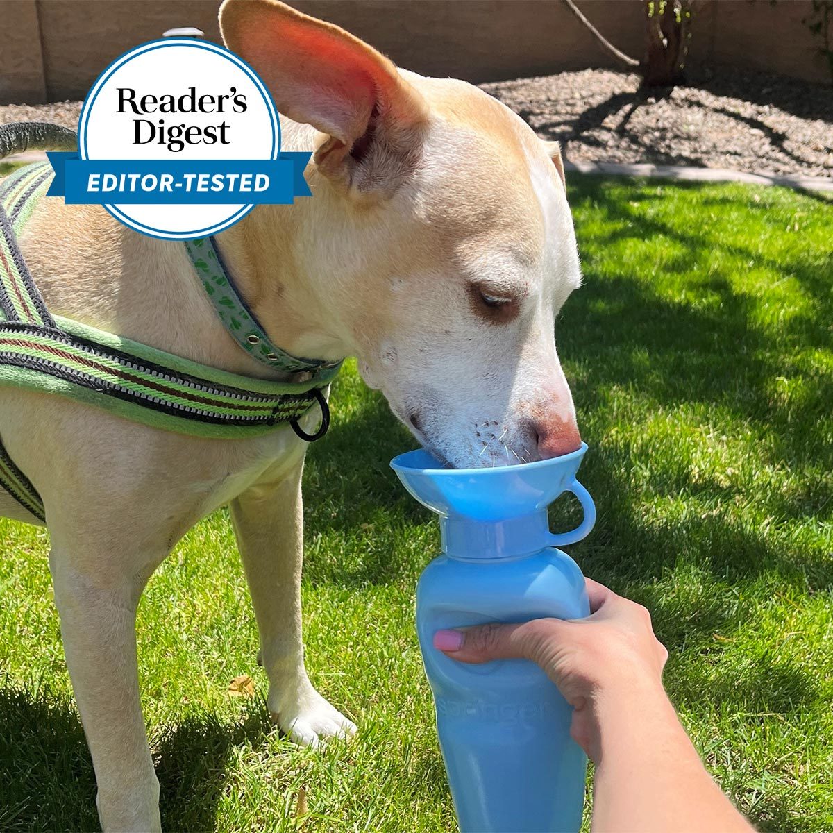 Dog drinking from a blue portable water bottle, held by a person, on green grass under bright sunlight. "Readerâ€™s Digest EDITOR-TESTED" badge visible.