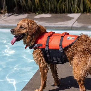 Dog wearing an orange life jacket stands by a swimming pool, tongue out, on a sunny day.