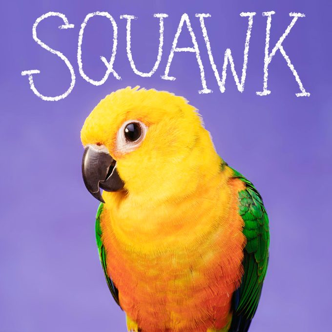 Bird name handwritten on an image of a pet bird