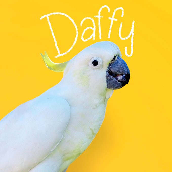 Bird name handwritten on an image of a pet bird