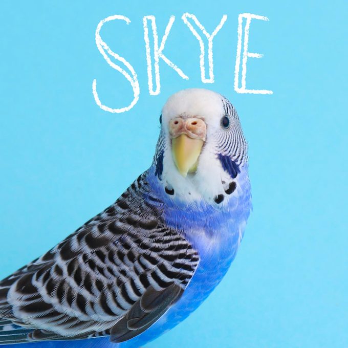 Bird name handwritten on an image of a pet bird