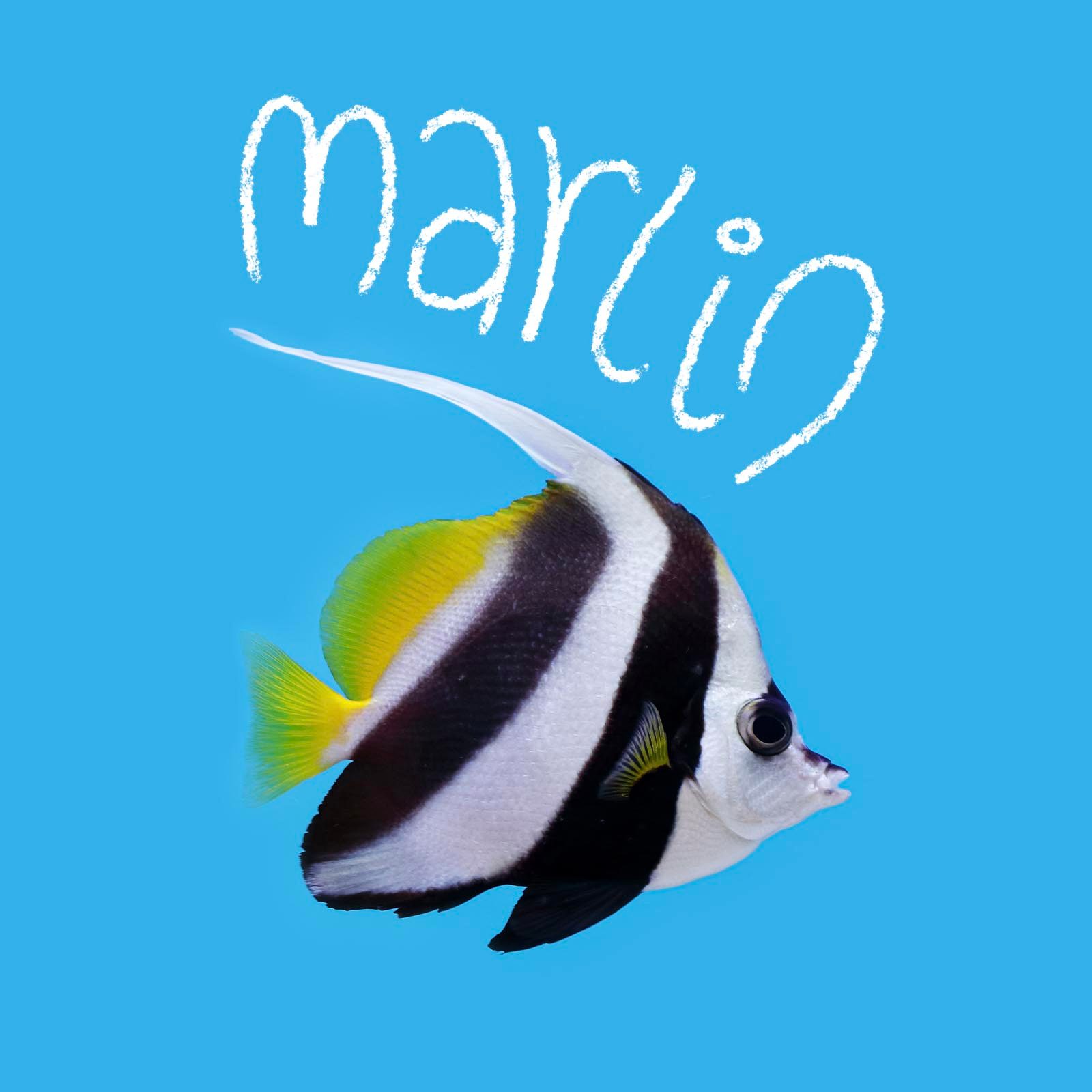 Fish name handwritten on an image of a fish