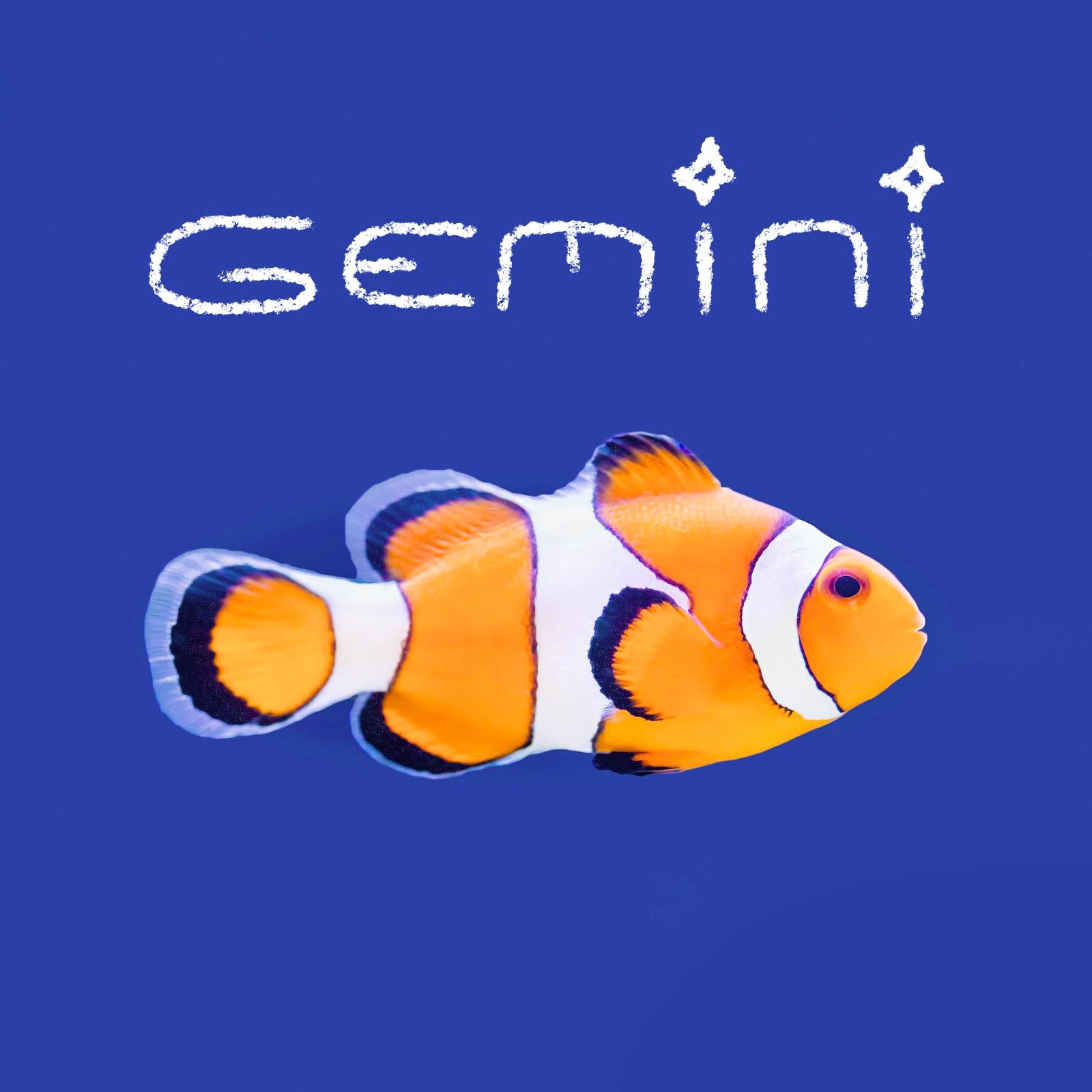 Fish name handwritten on an image of a fish