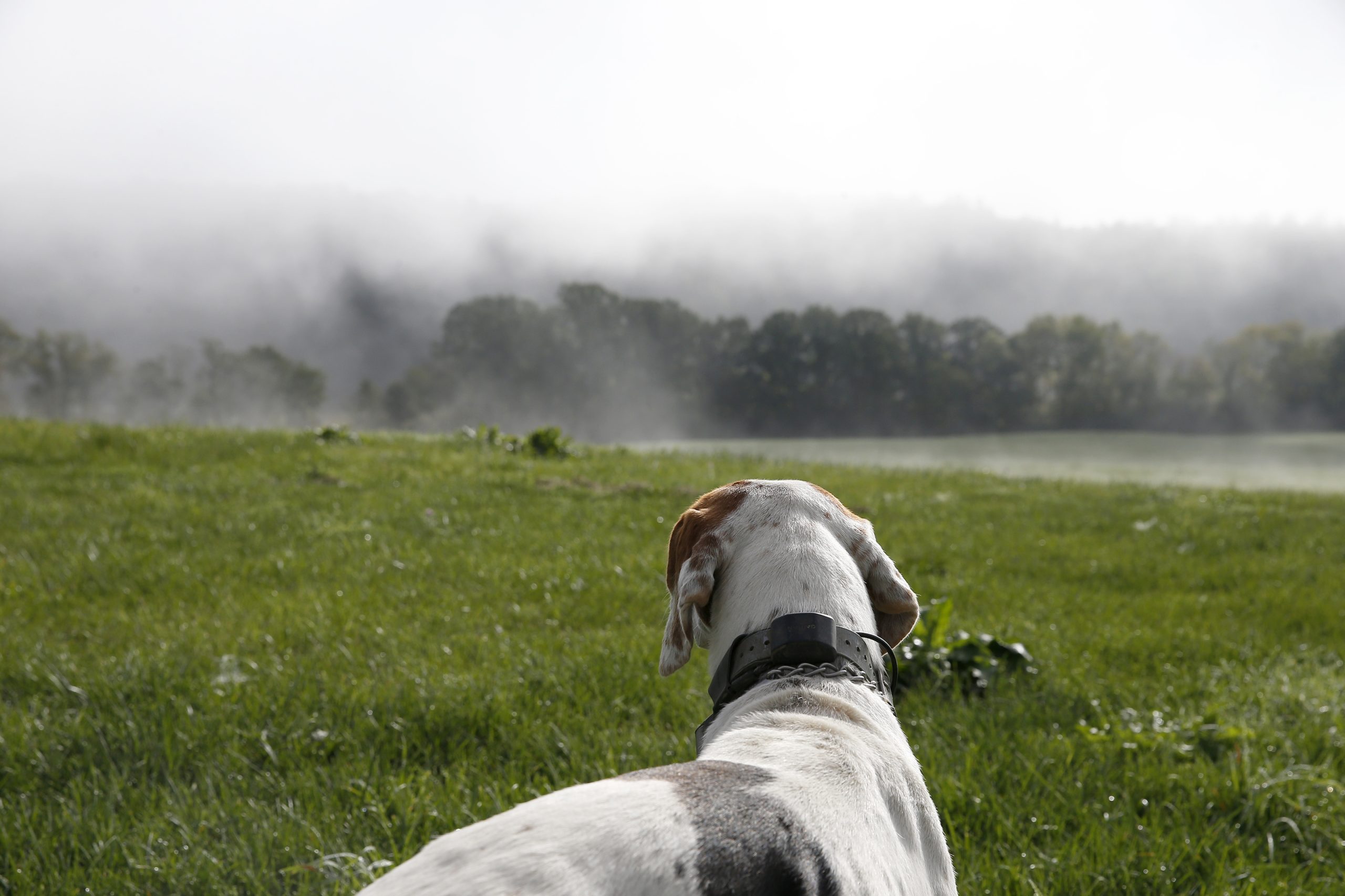 a dog at dog mountain Vermont, a hidden gem in Vermont where dogs can run free