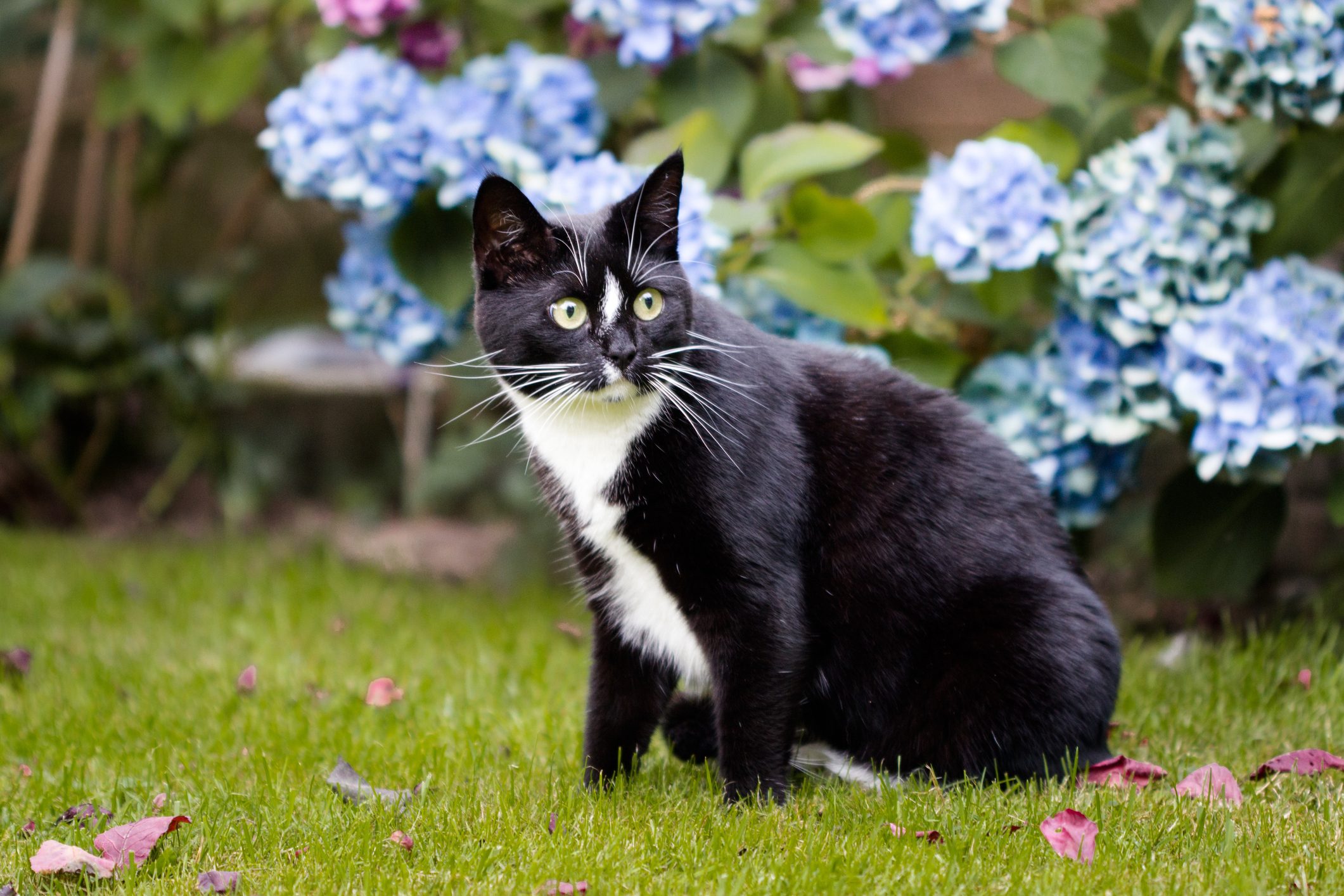 How to Keep Cats Out of Your Yard and Garden