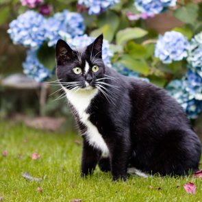 Cat sitting on grass, surrounded by vibrant hydrangeas, looks attentively to the side.