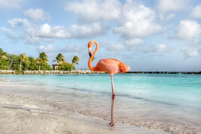 Flamingo stands in shallow water on a sandy beach, with palm trees and a stone wall under a partly cloudy sky.
