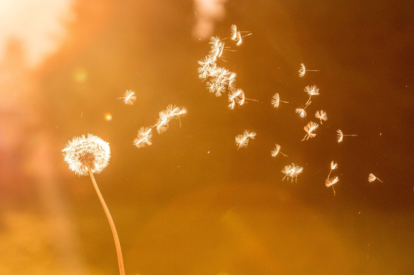 Dandelion seeds in the air, orange evening sun