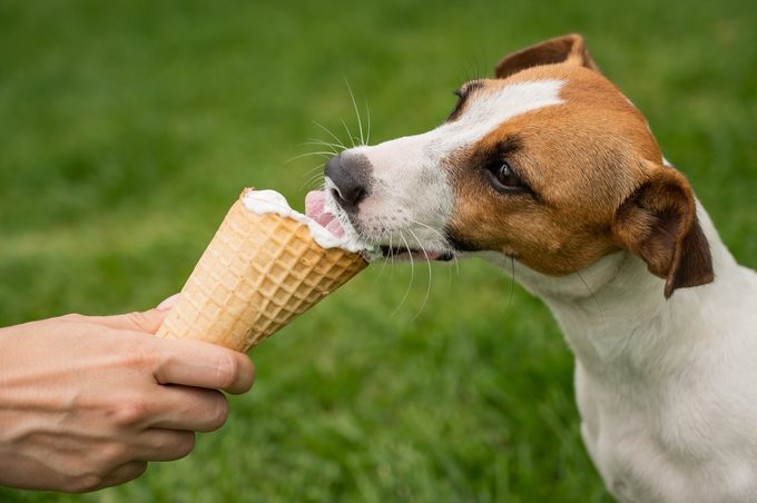 Dog licks ice cream cone held by a person in a grassy area.