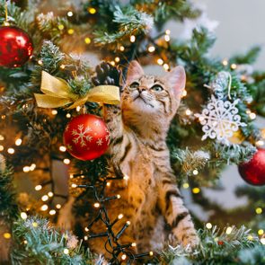 Cat reaches for ornaments on a lit, decorated Christmas tree with red baubles and a golden ribbon in festive surroundings.