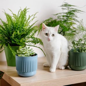 White cat sits on a wooden table surrounded by various green potted plants.