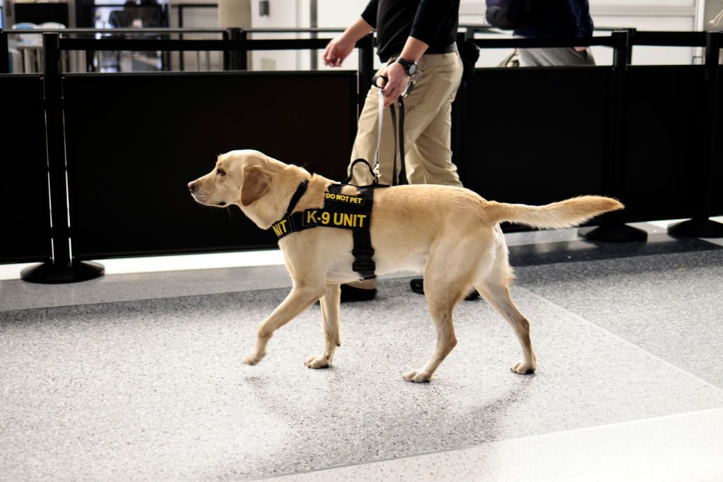 Thanksgiving Travel Returns To Near Pre-Pandemic Volumes Across U.S.