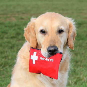 Dog holds red first-aid kit outdoors on a grassy field.