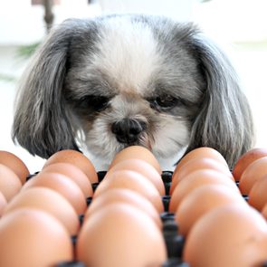 Dog sniffing a carton of eggs, indoors, under bright lighting.