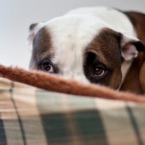 Dog peeks over edge of plaid pet bed, showcasing curious brown eyes and a resting posture in a cozy indoor setting.