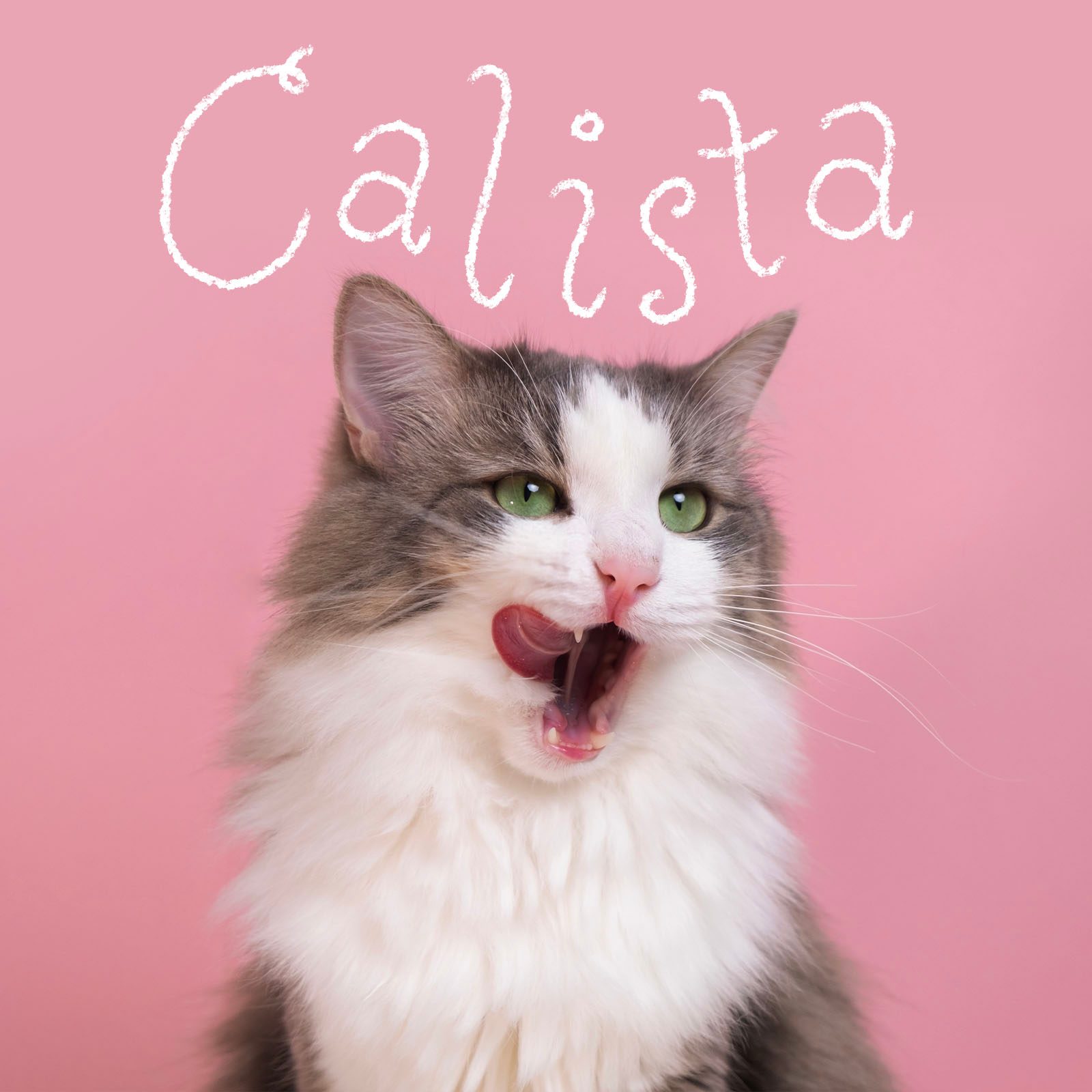 Cute Cat Names 1 Cute Gettyimages 1370470944