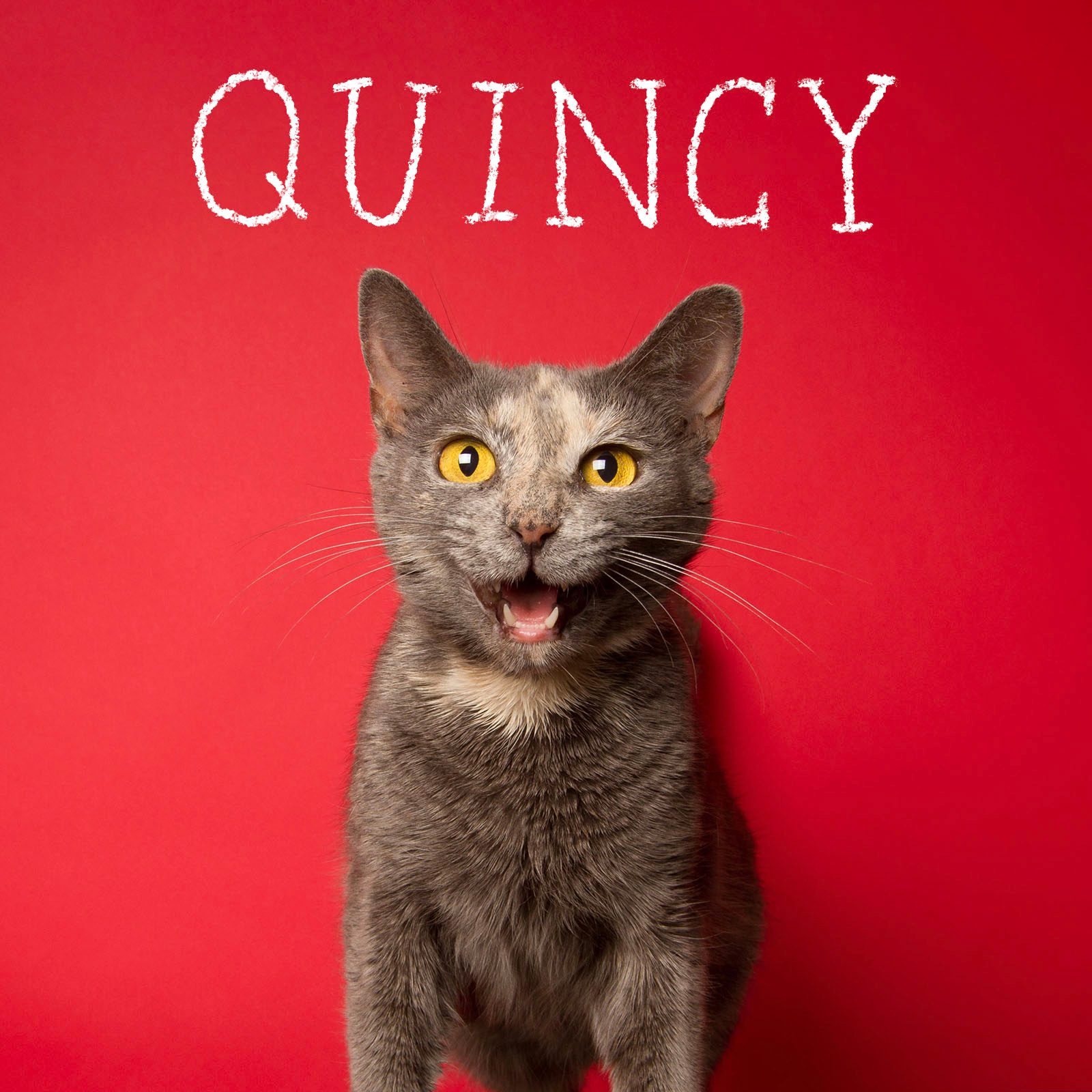 Cute Cat Names 2 Unique Gettyimages 143380264