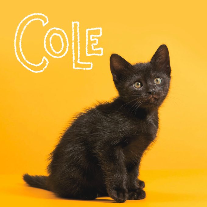 Cute Cat Names 3 Black Gettyimages 1343950835