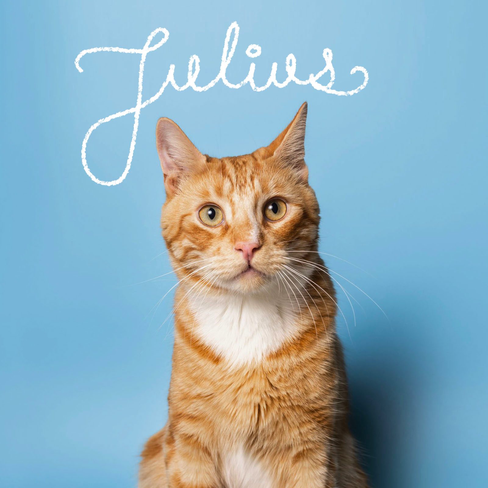 Cute Cat Names 4 Orange Gettyimages 1428237444