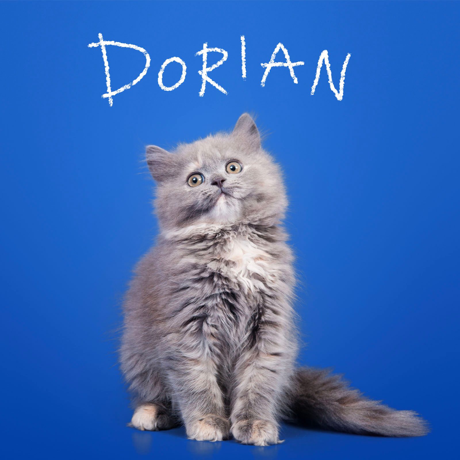 Cute Cat Names 5 Gray Gettyimages 480374029