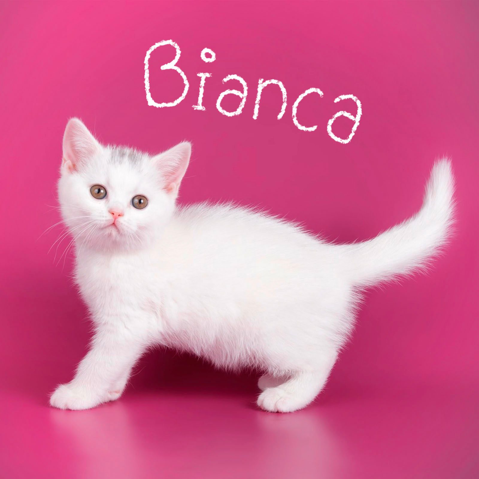 Cute Cat Names 6 White Gettyimages 1052956124