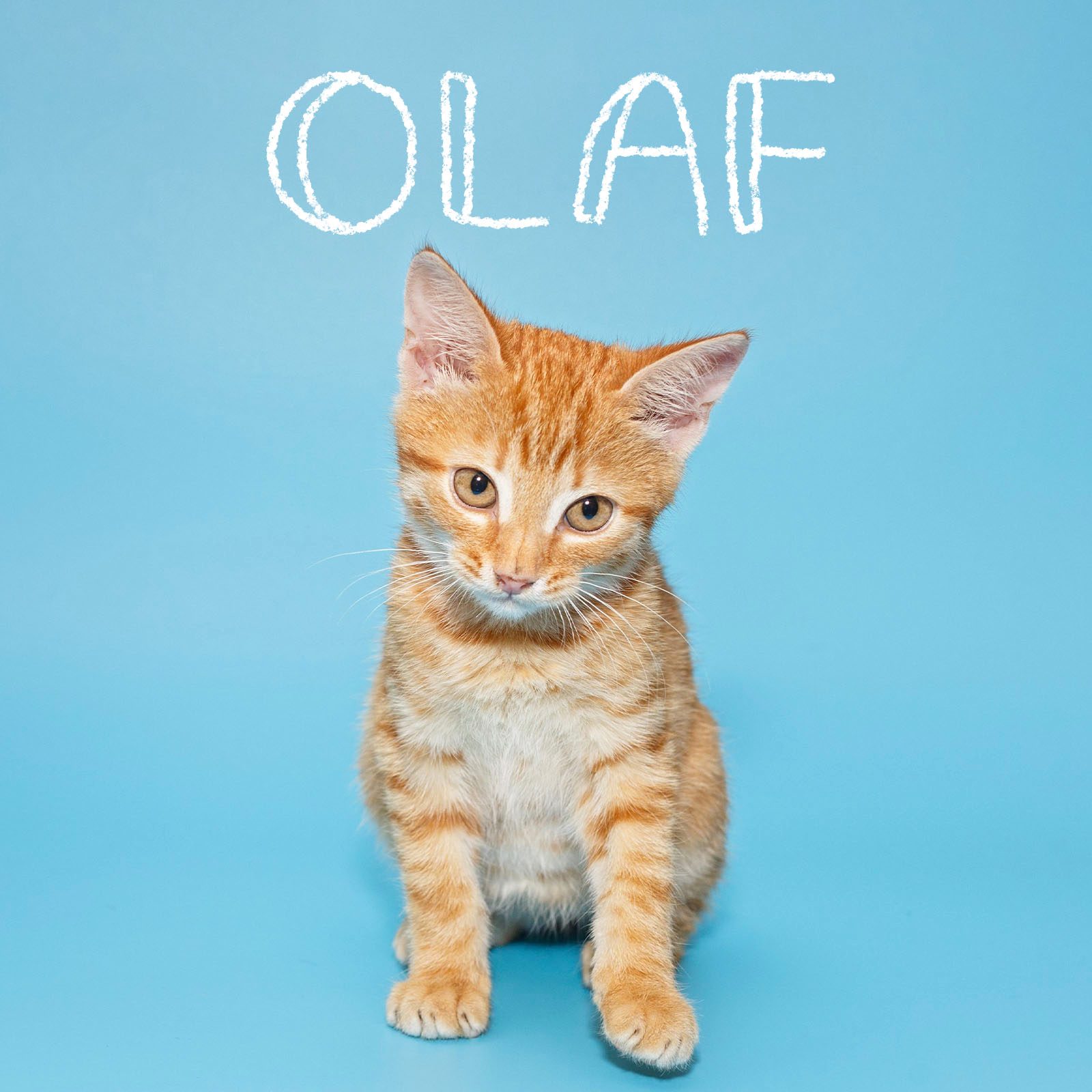 Cute Cat Names 8 Disney Gettyimages 1285629076