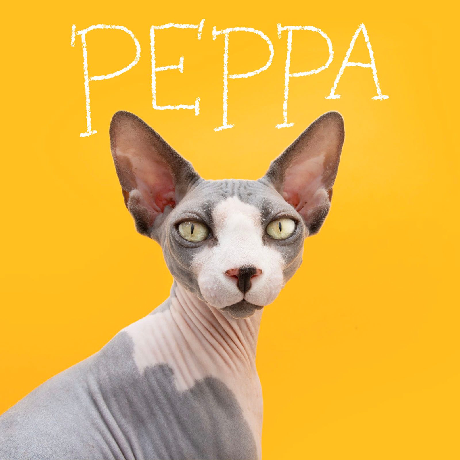 Cute Cat Names 9 Pop Culture Gettyimages 1398008310