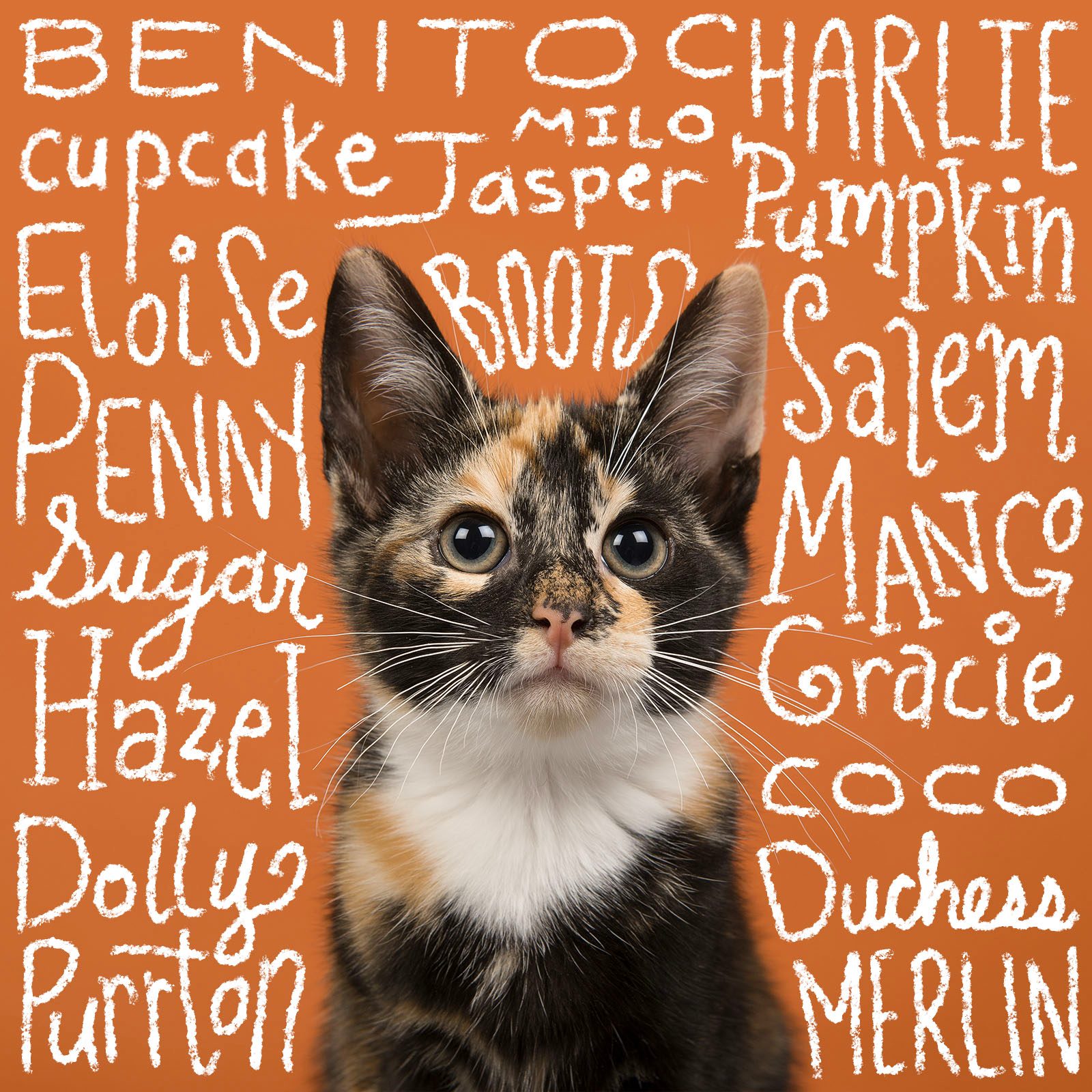 200+ Cute Cat Names You’ll Paws-itively Love